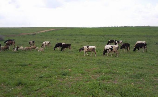 Sidi Bel- Abbés, Un véritable bassin laitier