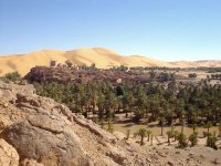 Sud algérien : pas d’activité acridienne, dispositif préventif réactivé