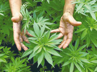 Trafic de drogue ,Maroc, la source du mal…