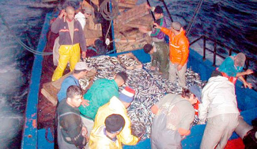 Ain Temouchent : 1.800 kg de sardines impropres à la consommation détruits à Hassi El Ghella