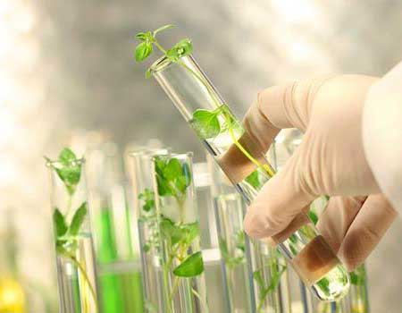 Alors que sa sécurité alimentaire est menacée l’Algérie continue de brader ses richesses semencières