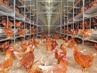 Aviculture : reconduire la suppression des taxes sur les matières premières