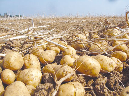 Bouira ,Les producteurs de pomme de terre au bord de la faillite