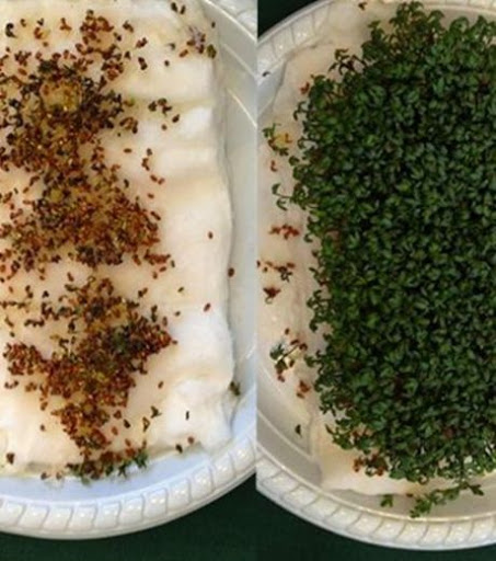 Connexion WiFi : la nocivité des ondes démontrée par des lycéens