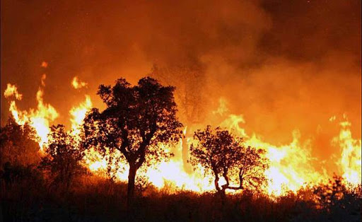 Conséquences de la canicule, plus de 1100 ha ravagés par les flammes en une semaine