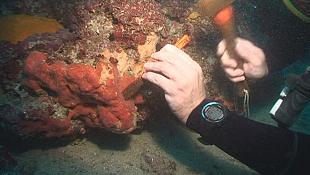 Cramb Cramb, l‘éponge médicament du futur