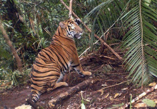 Des Indonésiens coincés dans un arbre par des tigres