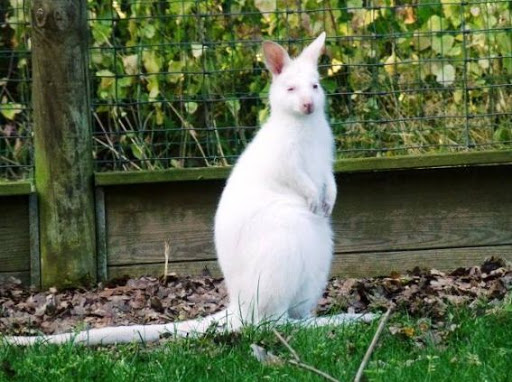 Donnez un nom au nouveau kangourou albinos de Chantilly
