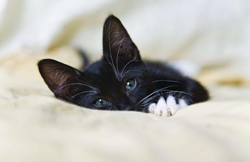 Etats-Unis: Dix ans de prison pour avoir tué un chaton