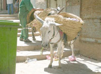 Ils sont insultés, agressés et menacés ,Les éboueurs de La Casbah et le poids de l’ingratitude