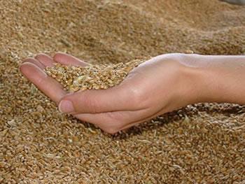 Importation du blé,Pourquoi l&rsquo;Algérie privilégie-t-elle la France?