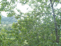 La superficie consacrée à sa culture ne cesse de se réduire,La cerise menacée de disparition