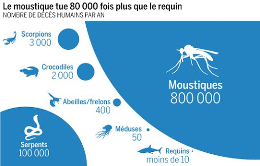 Le moustique tue 80 000 fois plus que le requin