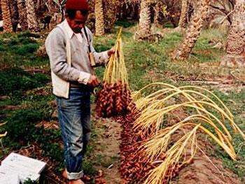 Le prix de la datte durant le ramadhan,Entre la spéculation et la réalité