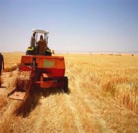 Le Ramadhan n’altère en rien la volonté des moissonneurs du Titteri