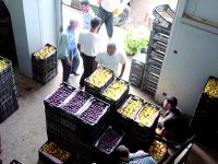 Marché de gros de boufarik, Les fruits volent la vedette aux légumes
