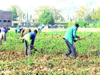 Mila,Le paysan, les moissons et le jeûne