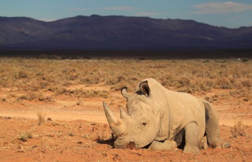 Plus de 500 rhinos braconnés en Afrique du Sud depuis janvier