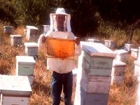 Souk Ahras : Abdelhalim Loulou, un apiculteur « tout sucre tout miel »