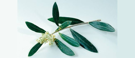 Spécial phytothérapie : l&rsquo;olivier, pour que le coeur batte en paix