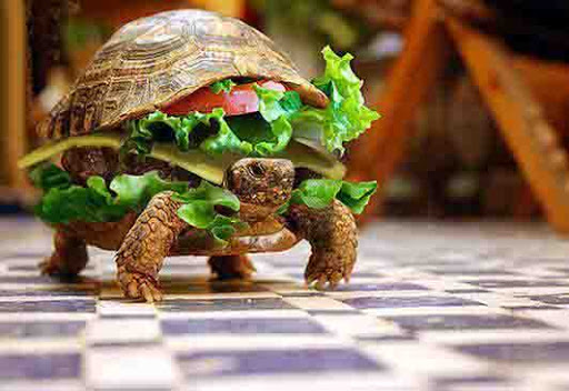 Un Chinois camoufle sa tortue dans un hamburger