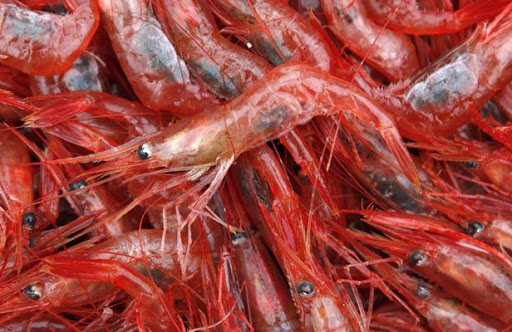 Une «récolte» de quatre tonnes attendue à Skikda,Excellente production de crevettes dans une ferme-pilote