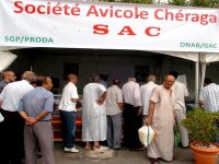 Viande blanche congelée : rush des clients sur les points de vente de la SAC