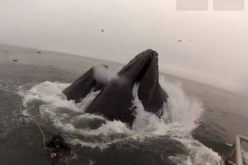 VIDEO – Des plongeurs à deux doigts de se faire avaler par des baleines