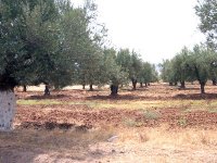 A cause des changements climatiques Le feu bactérien a ravagé la moitié des poiriers de Tipasa