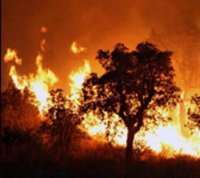 Après la catastrophe de 2012, Les feux de forêt en régression cette année