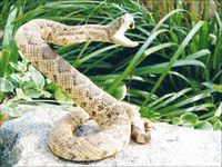 Australie : les serpents, ces squatteurs peu appréciés dans les maisons