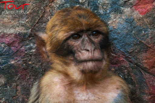 Bouira : attaques de singes contre un village