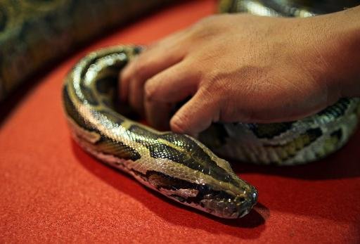 Canada: 40 pythons trouvés dans une chambre d&rsquo;hôtel