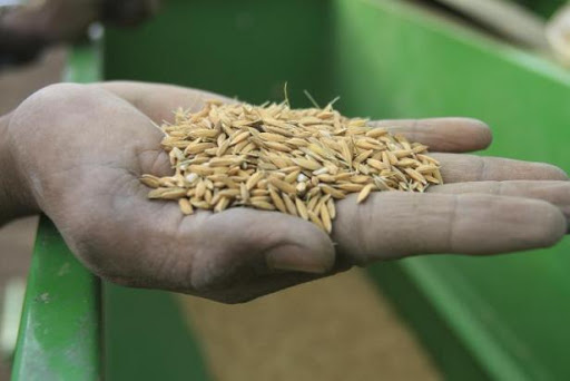 Le riz, nouvel espoir de prospérité pour les fermes soudanaises