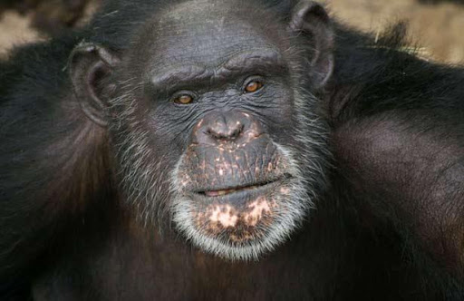 Louisiane: Brent, 37 ans, chimpanzé et peintre reconnu