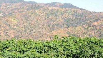 Maroc : vers une légalisation de la culture du cannabis ?
