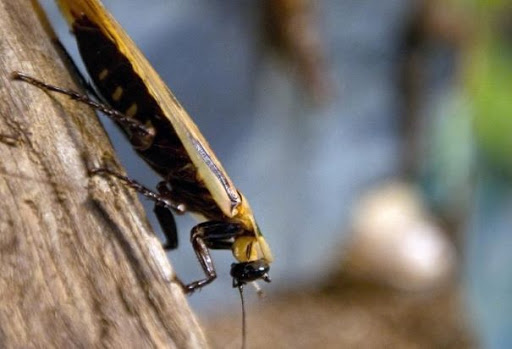 Panique en Chine, un million de cafards s&rsquo;échappent d&rsquo;une ferme