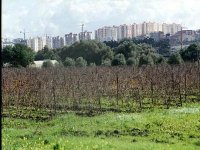 Plus de 700 actes de concession de terres agricoles délivrés à Constantine