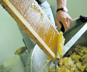 Tissemsilt / Apiculture ,Des ruches généreuses