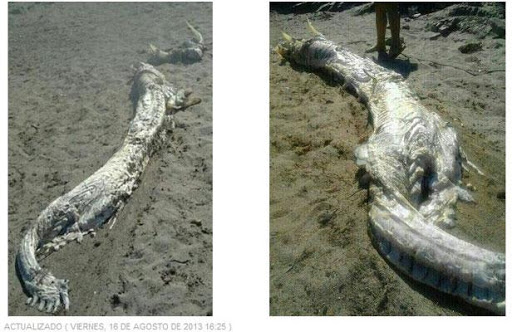 Un «monstre marin» découvert sur une plage espagnole