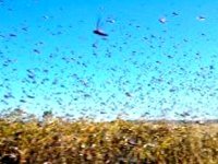 Une menace acridienne en perspective dans les pays du sahel (INPV)