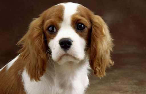 A 13 ans, il kidnappe un chien et demande 150 euros de rançon