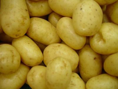 Algérie – Appel à mobiliser les structures de stockage de pomme de terre de saison