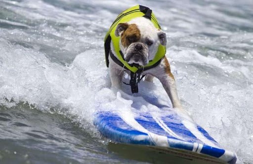 Etats-Unis: Dozer remporte le concours annuel de surf pour chien «Surf-A-Thon»