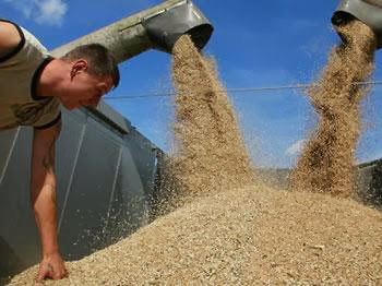 Importation de blé en hausse de 17%, La sécurité alimentaire toujours fragile