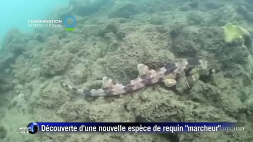 Indonésie: découverte d’une nouvelle espèce de requin « marcheur »