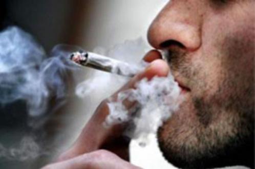 La drogue contient 40% de cette molécule qui attaque le cerveau 500 000 algériens consomment du «THC»