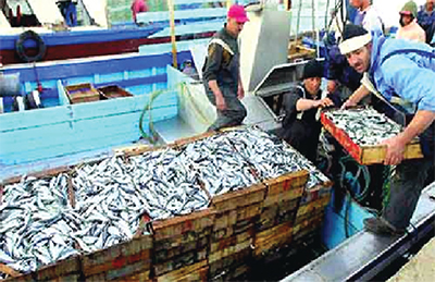 La sardine à 45 DA sur les quais, 450 DA au consommateur