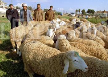 les prix du mouton flambent, L&rsquo;injustifiable saignée