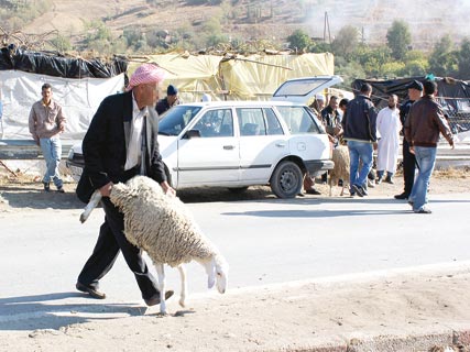 Les prix du mouton s’emballent déjà, Aïd : encore un autre sacrifice